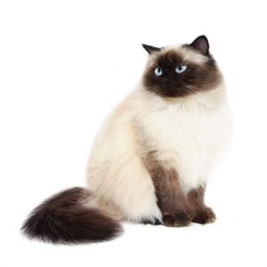 How Much Does A Himalayan Cat Cost Spend On Pet