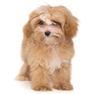 How Much Does A Maltipoo Cost Spend On Pet