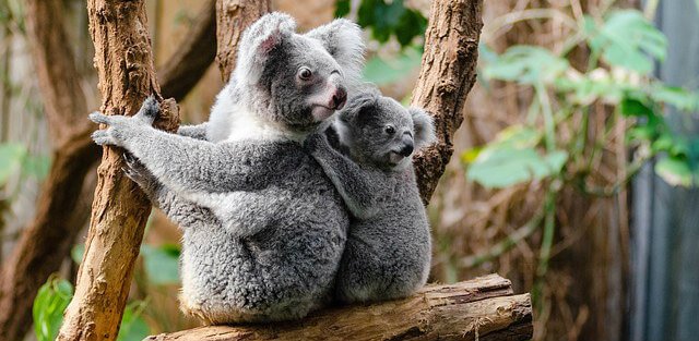 how-much-does-a-koala-bear-cost-2022