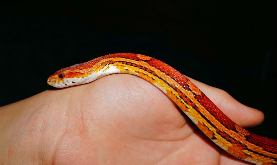 man holding domestic corn snake