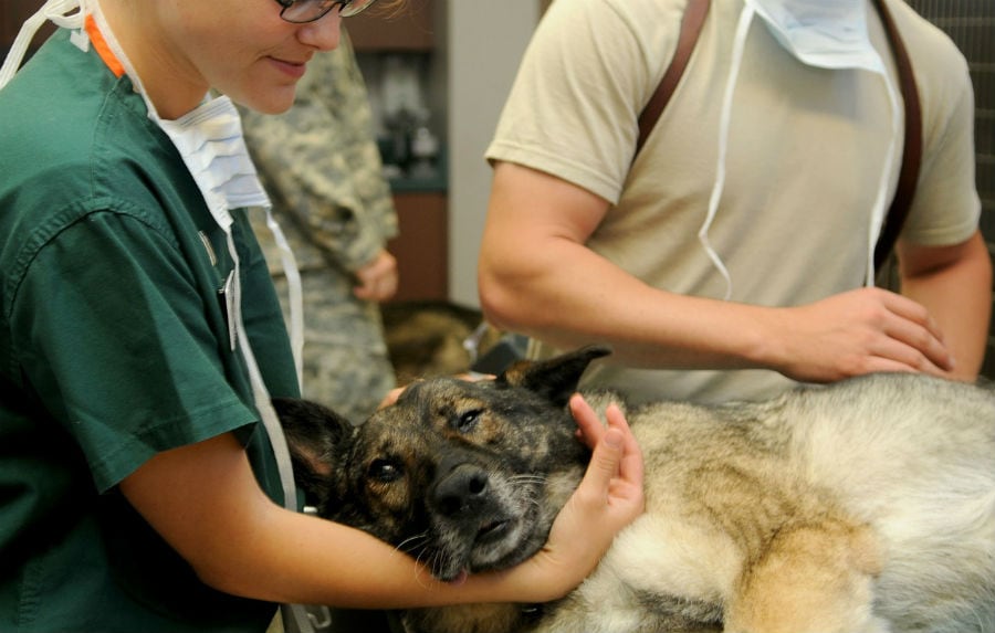 dog treatment at the veterinary