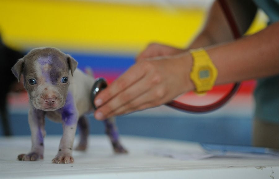 small puppy with a Veterinarian