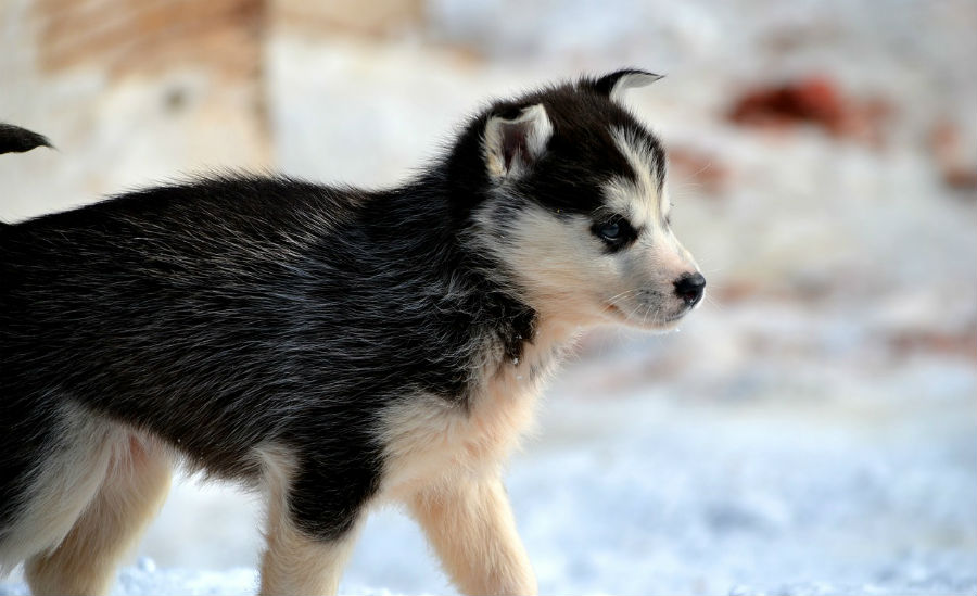 polska puppy walking
