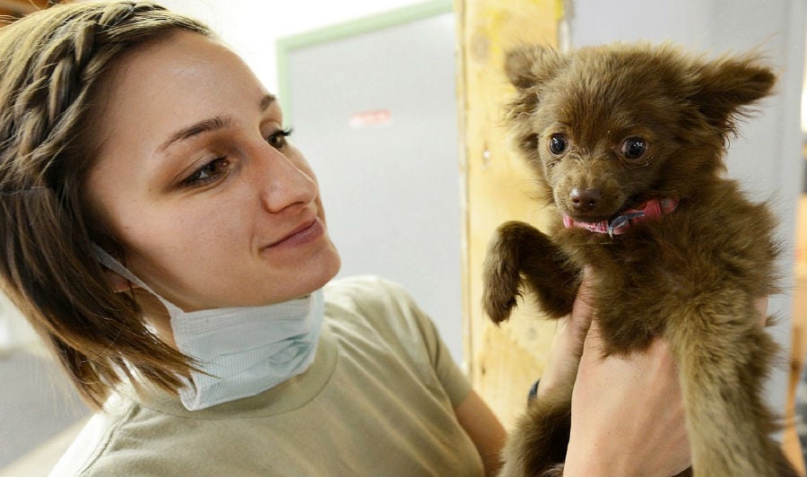 vet holding puppy