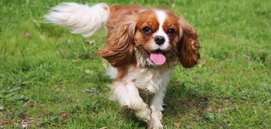 How Much Does a Cavalier King Charles Spaniel Cost? - Spend On Pet