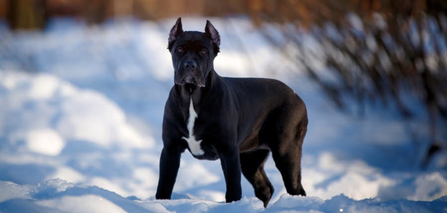 How Much Does a Cane Corso Cost? 3 black cane corso dog on winter