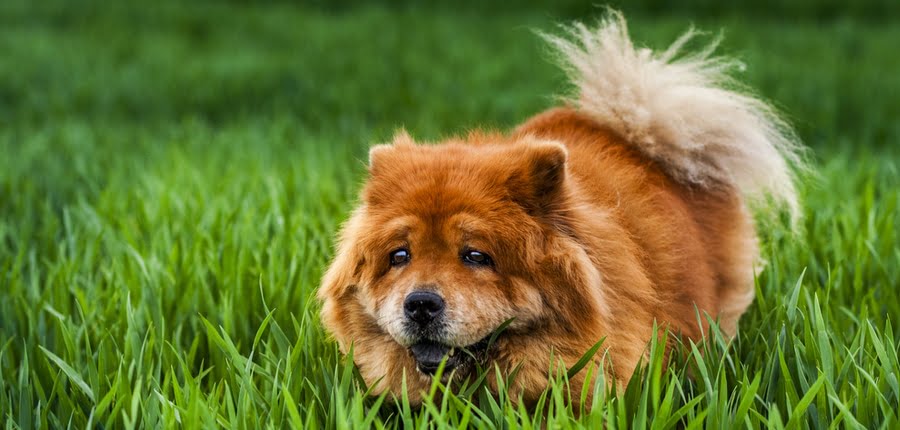 How Much Does a Chow Chow Cost? 3 chow-chow dog breed on green grass