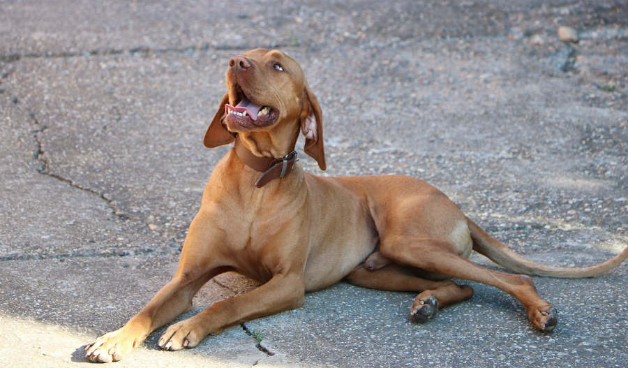 bull Vizsla dog relaxing