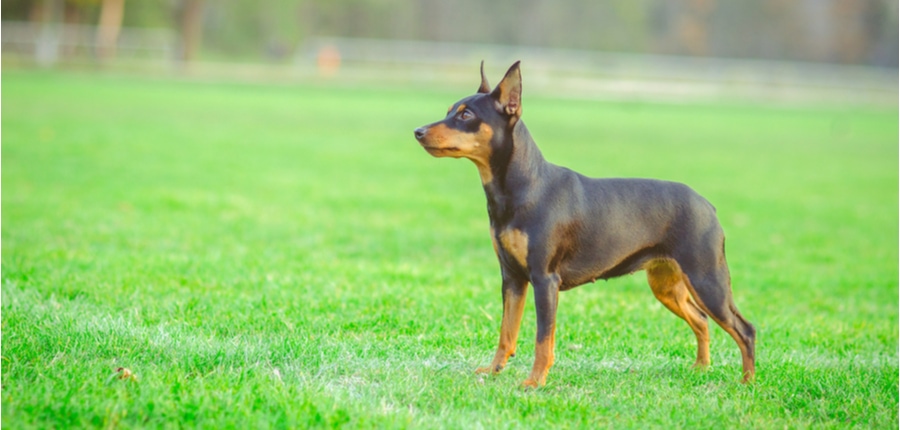 Miniature Pinscher standing in a green lawn