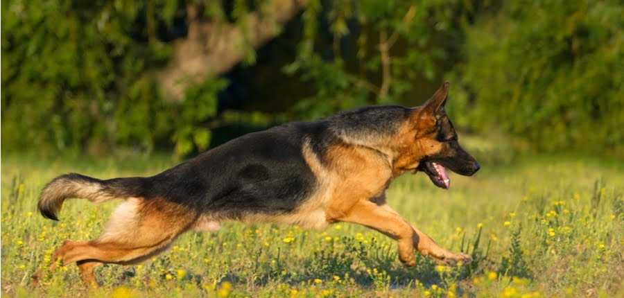 How Much Does a German Shepherd Cost? - Spend On Pet