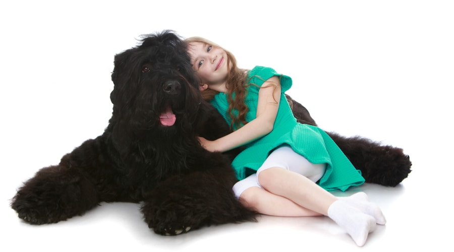 black russian terrier playing with a kid