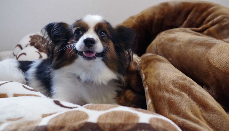 Papillon dog resting on the couch
