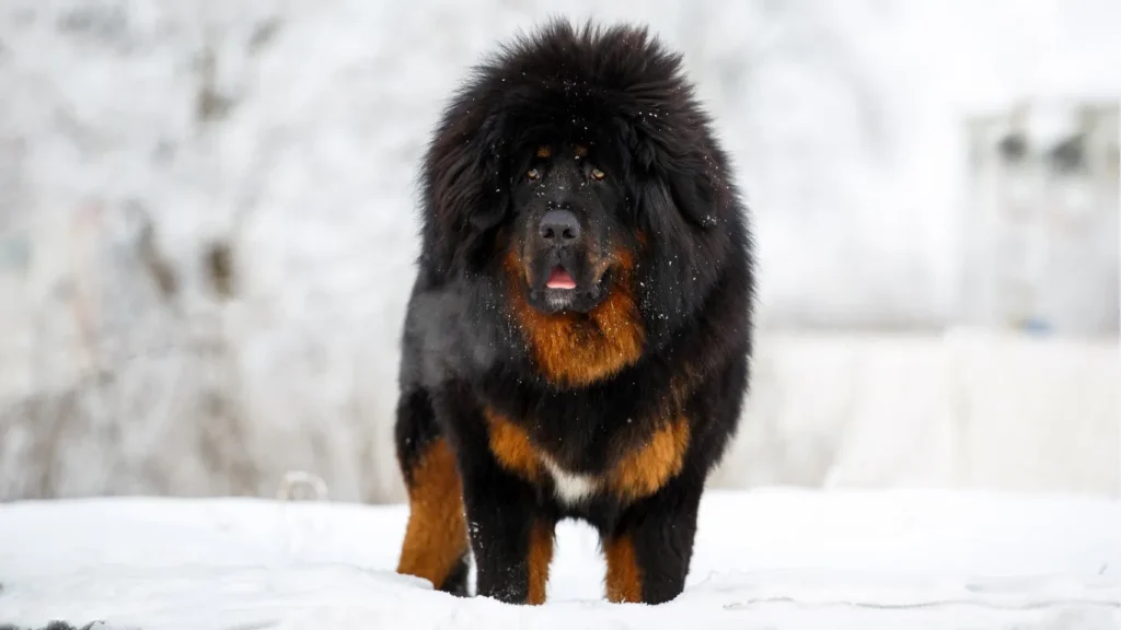 Top 10 World’s Most Expensive Dog Breeds 1 mastiff2