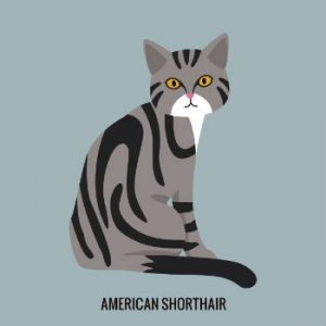 American shorthair