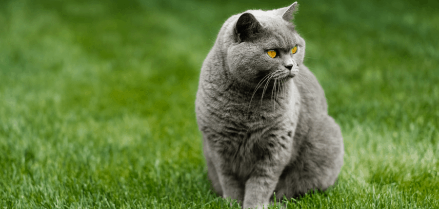 How Much Does a British Shorthair Cost? 2 british blue cat gazing on lawn