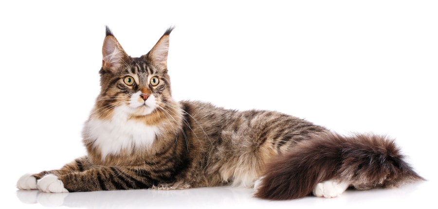 beautiful Maine Coon cat