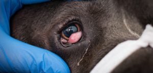 cane corso with cherry eye ready for surgery
