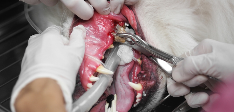removing sick tooth from dog mouth