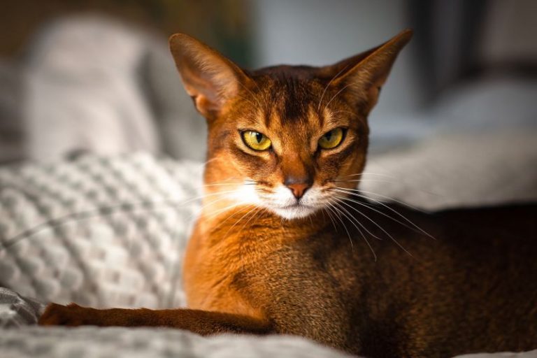 How Much Does an Abyssinian Cat Cost? - Spend On Pet