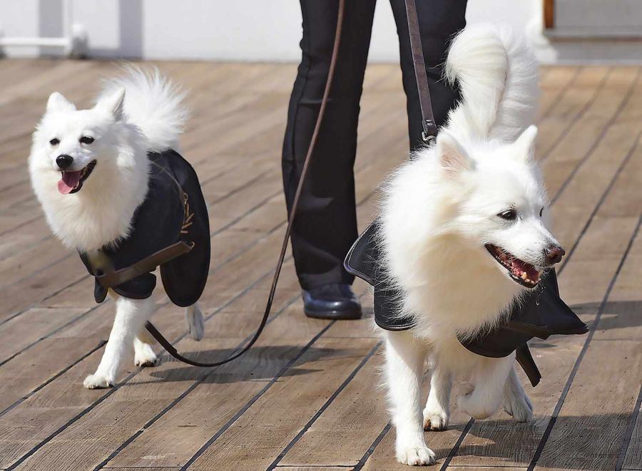 How Much Does an American Eskimo Dog Cost? 2 American Eskimo Dog Cost