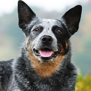 How Much Does An Australian Cattle Dog Cost? - Spend On Pet