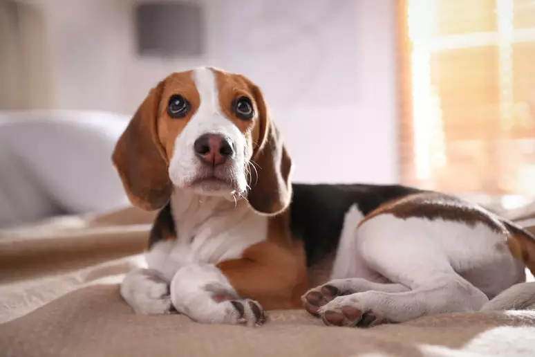 How Much Does a Beagle Cost? 2 Beagle Cost