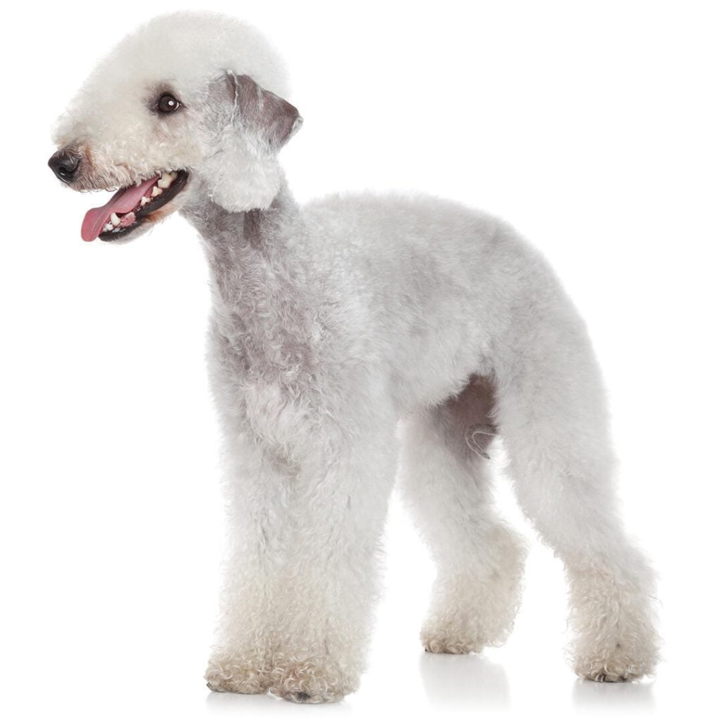 How Much Does a Bedlington Terrier Cost? - Spend On Pet