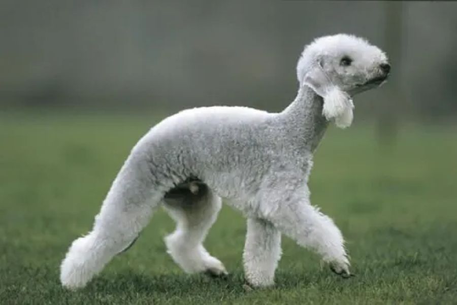 How Much Does a Bedlington Terrier Cost? 2 Bedlington Terrier Cost