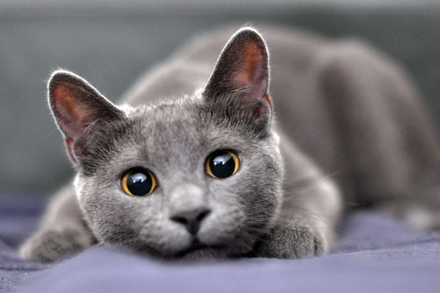 How Much Does a Blue Russian Cat Cost? - Spend On Pet