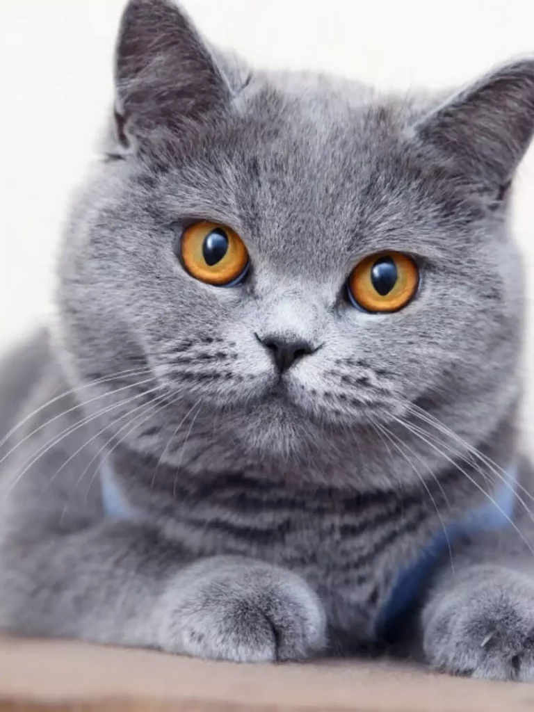How Much Does a British Shorthair Cost? 1 British Shorthair Cost Square