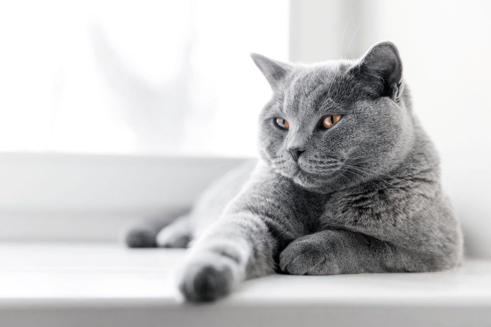 How Much Does a British Shorthair Cost? 3 British Shorthair Cost
