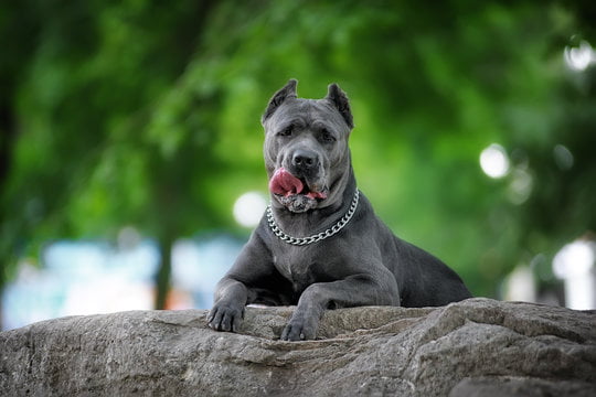 How Much Does a Cane Corso Cost? 2 Cane Corso Cost