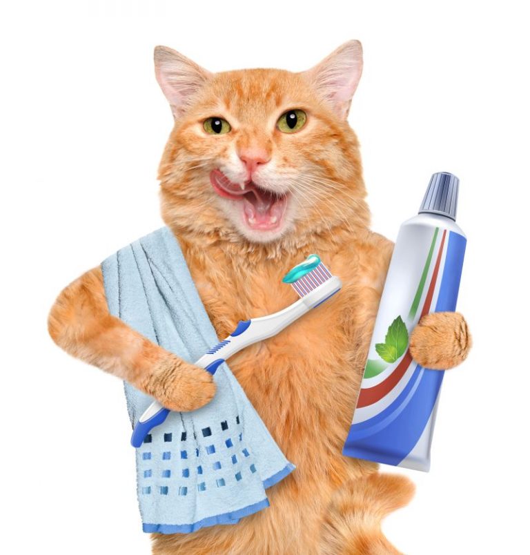 How Much Does Cat Teeth Cleaning Cost? Spend On Pet