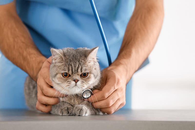 How Much Does Cat Urinary Treatment Cost? 2 Cat Urinary Treatment Wide