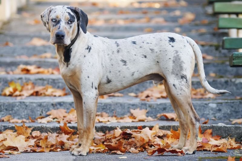 How Much Does a Catahoula Leopard Dog Cost? - Spend On Pet