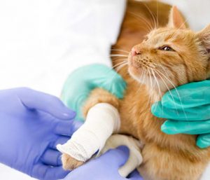 How Much Does a Cat's Broken Leg Treatment Cost? - Spend On Pet