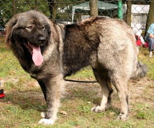 How Much Does a Caucasian Shepherd Dog Cost? - Spend On Pet