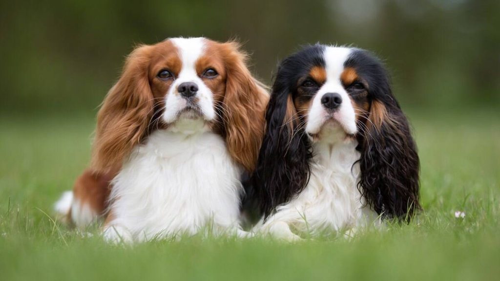 How Much Does a Cavalier King Charles Spaniel Cost? 2 Cavalier King Charles Spaniel Cost Square