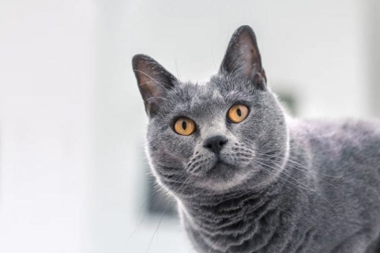 How Much Does a Chartreux Cat Cost? - Spend On Pet