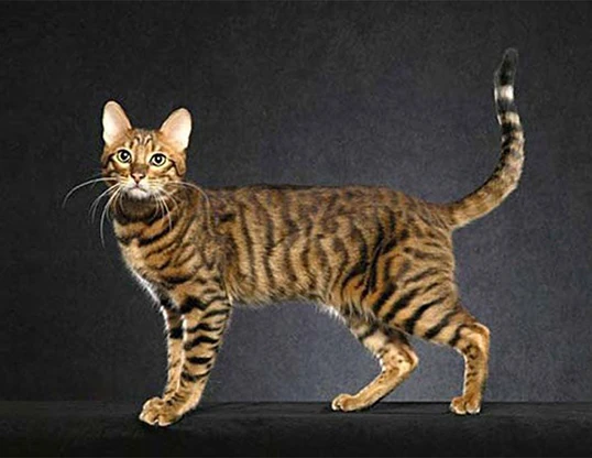How Much Does a Cheetoh Cat Cost? 2 Cheetoh Cat Cost