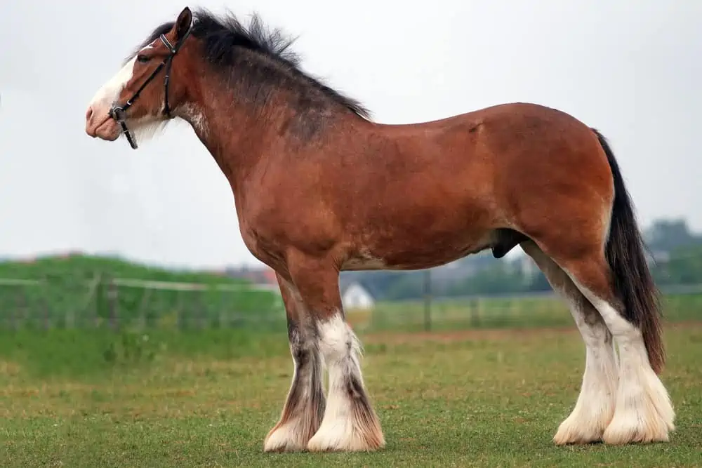 How Much Do Clydesdale Horses Cost? 2 Clydesdale Horses Cost