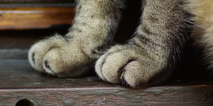 How Much Does It Cost to Declaw a Cat? - Spend On Pet