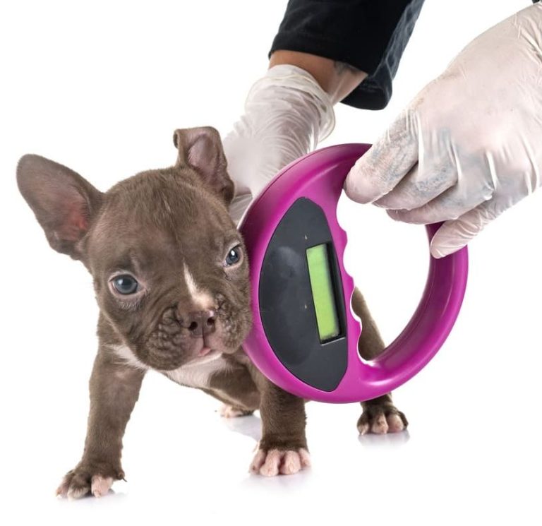 How Much Does it Cost to Microchip a Dog? Spend On Pet