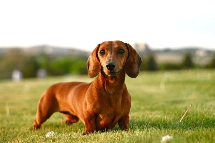 How Much Does a Dachshund Cost? 2 Dachshund Cost