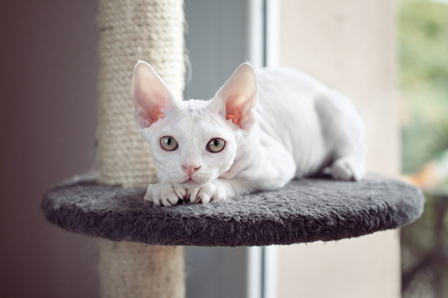 How Much Does a Devon Rex Cat Cost? 2 Devon Rex Cat Cost Wide