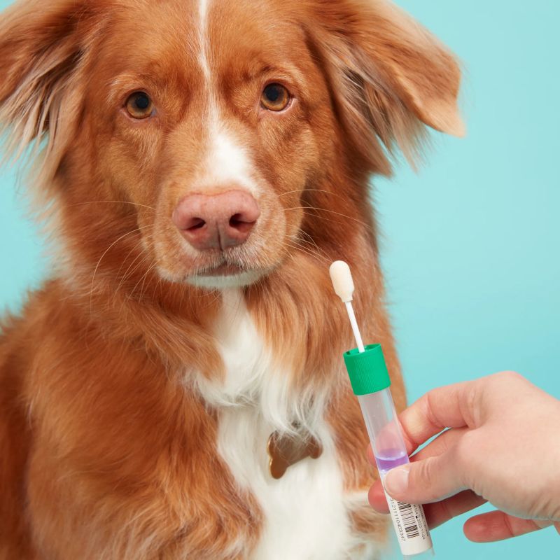 How Much Does A Dog DNA Test Cost Spend On Pet