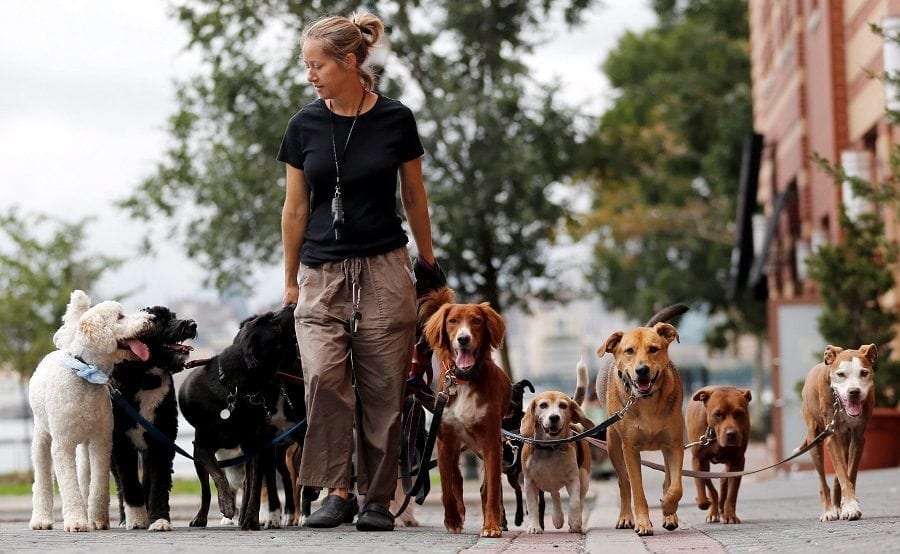 How Much Do Dog Walkers Charge? 2 Dog Walkers Charge