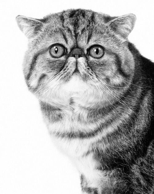 Exotic Shorthair Cost