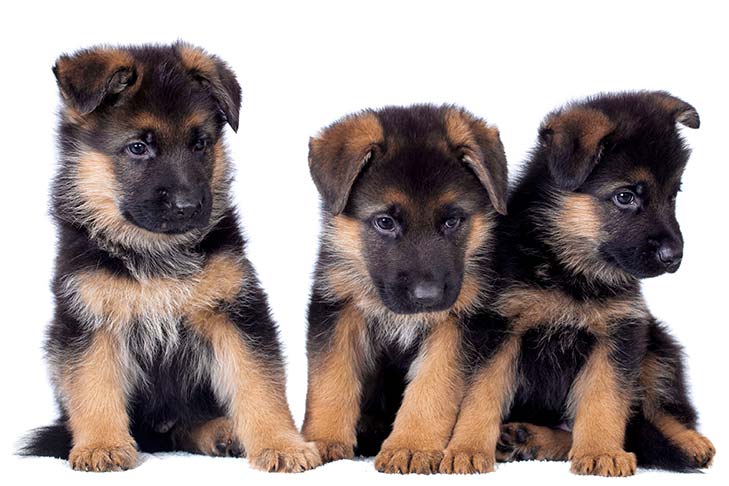 Top 10 World’s Most Expensive Dog Breeds 1 German Shepherd Cost Wide