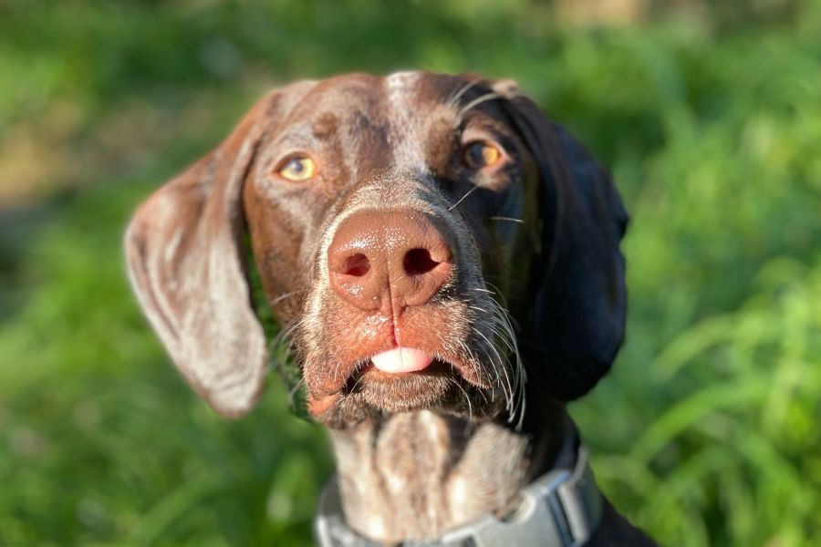 How Much Does a German Shorthaired Pointer Cost? 2 German Shorthaired Pointer Cost
